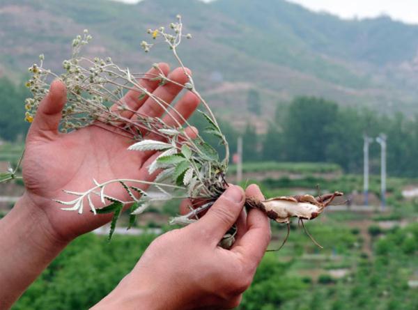 农村山上一种长得像鸡爪的草：翻白草，原来是一味中药
