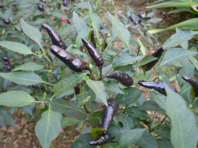 紫色朝天椒：做菜吃特别辣，也适合用盆种起来观赏